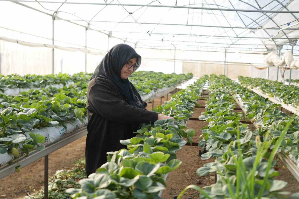 Topraksız tarım yöntemiyle çilek üretimi büyüyor