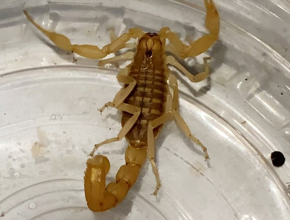 Zehri 10 Milyon Dolar: Aksaray'da Yasa Dışı Akrep Ticaretine Suçüstü!