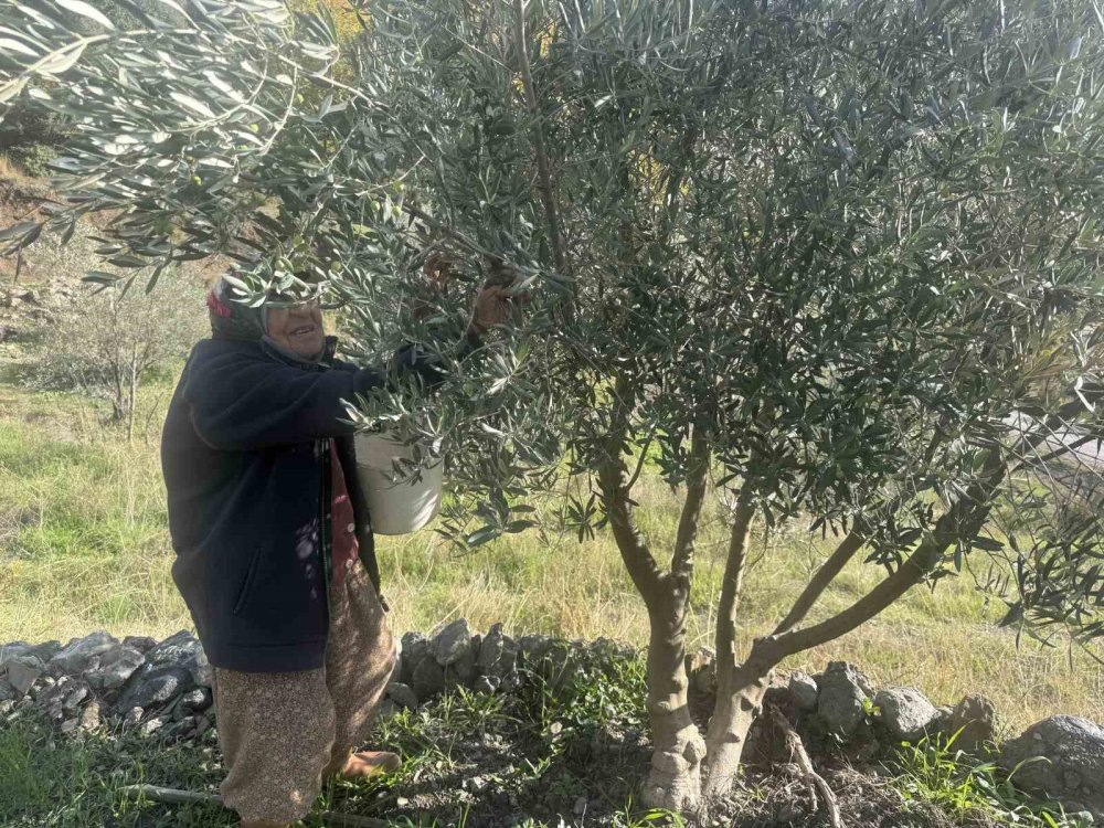 Gençlere inat çalışıyor: 88 yaşındaki Emine Nine bahçede hasat yapıyor