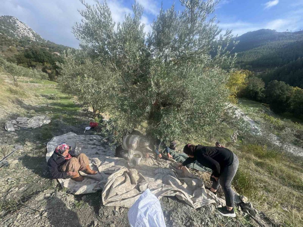 Gençlere inat çalışıyor: 88 yaşındaki Emine Nine bahçede hasat yapıyor