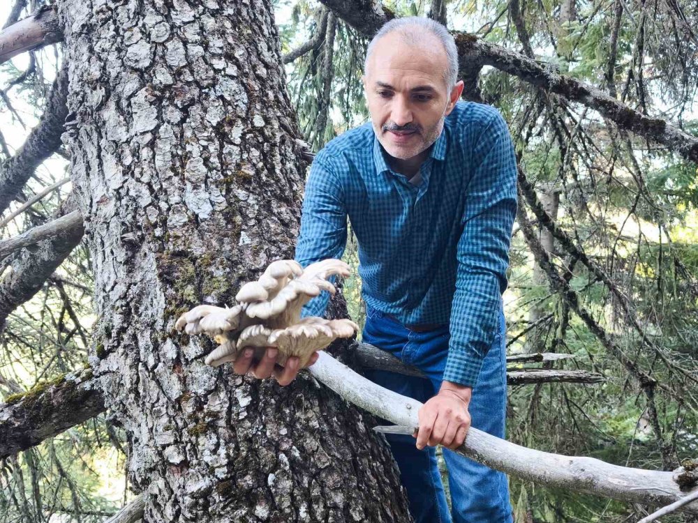 Konya ormanlarında tehlikeli av