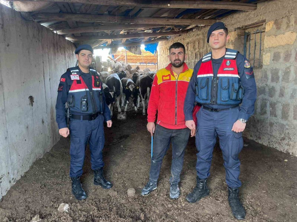 Firar eden inekleri jandarma ekipleri buldu