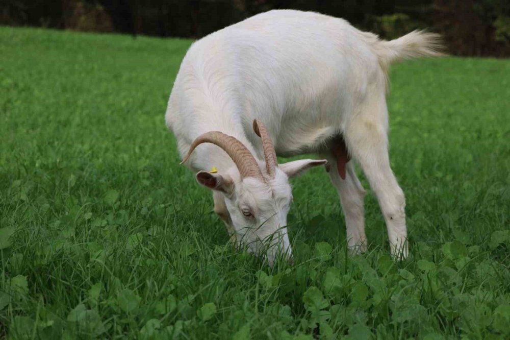 Kocaeli Büyükşehir Belediyesi'nin desteği meraları yeşertti