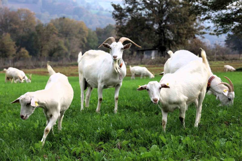 Kocaeli Büyükşehir Belediyesi'nin desteği meraları yeşertti