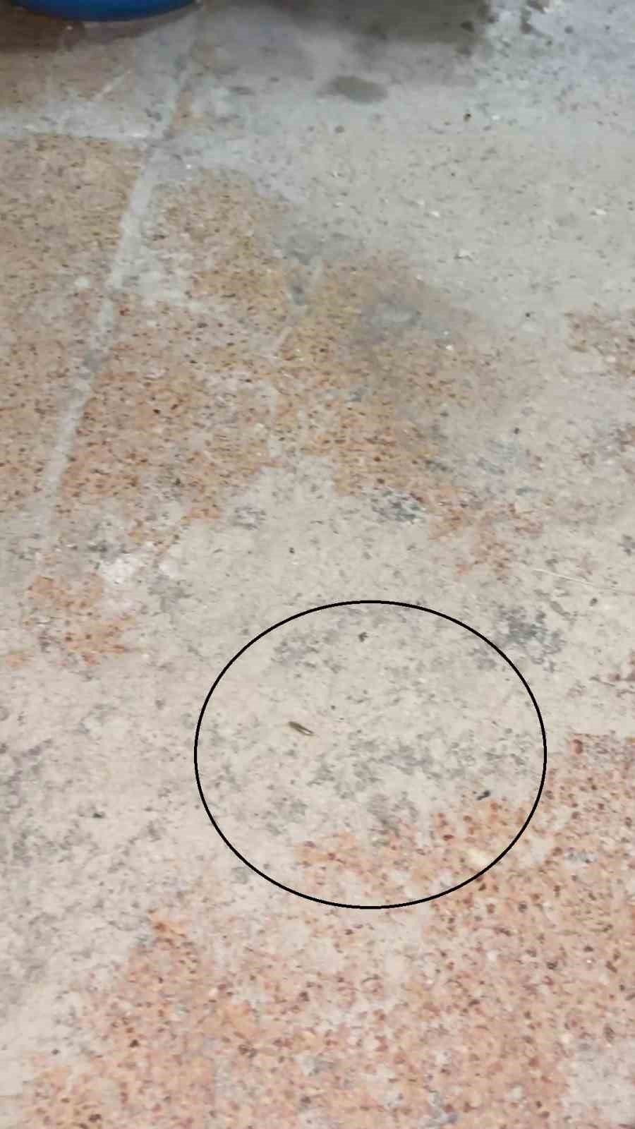 Fırın denetiminde mide bulandıran görüntüler