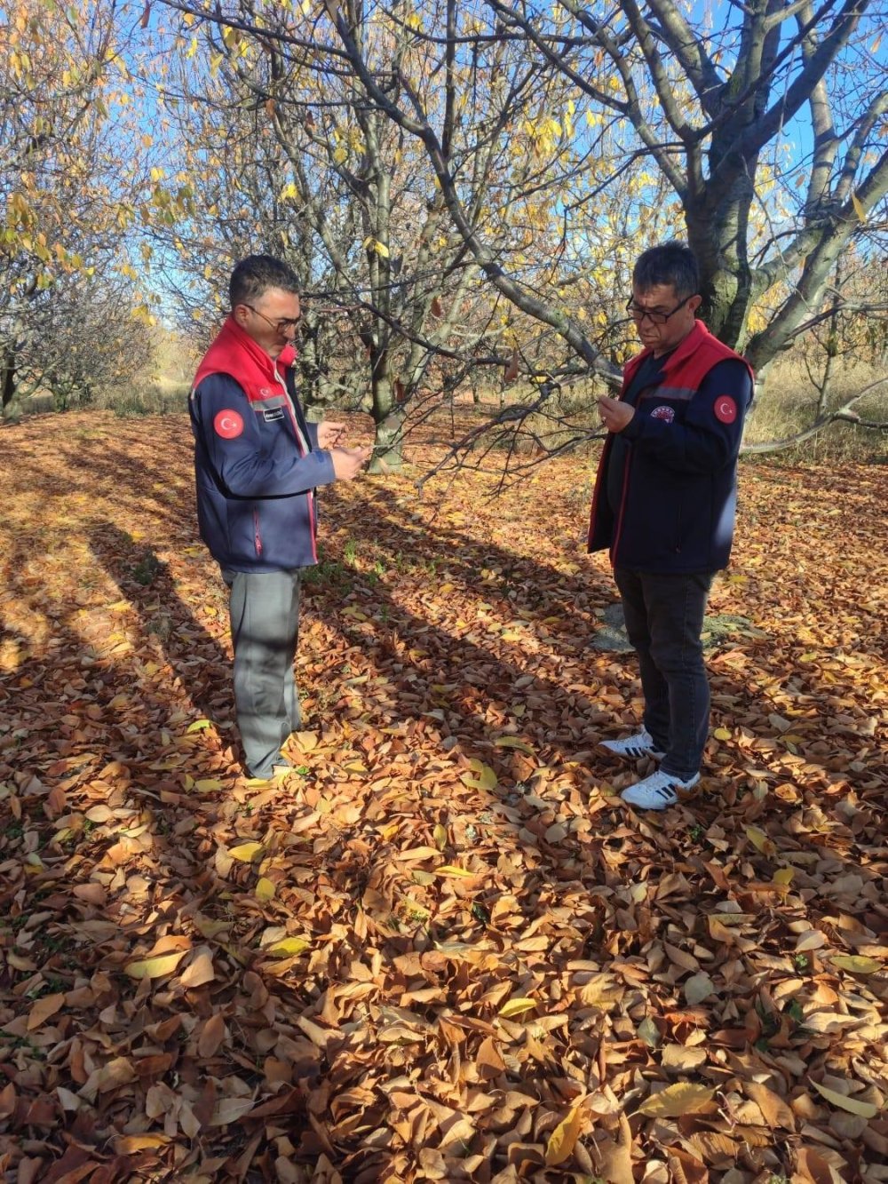 Konya'da Kiraz Hazırlığı: Bahçeler İnceleniyor