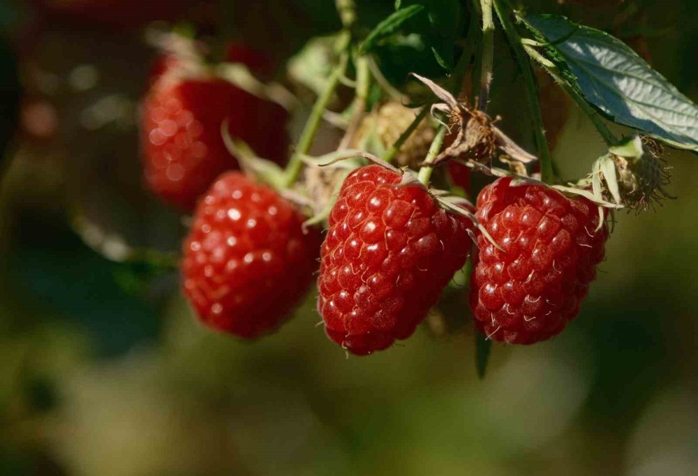 Kuraklaşan Bursa az emekle çok 'verimli' ürünlere yöneliyor! Başvurularda ÇKS detayı