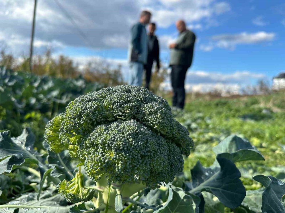 Brokolide Fahiş Fiyat Farkı: Tarladan Sofraya 14 Kat Artış!
