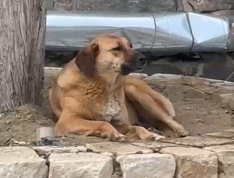Ezana uluyan sokak köpeği dikkat çekti