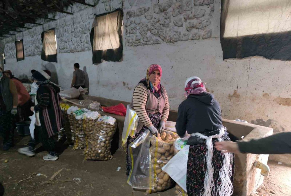 Hasadı biten patateste depolama süreci başladı