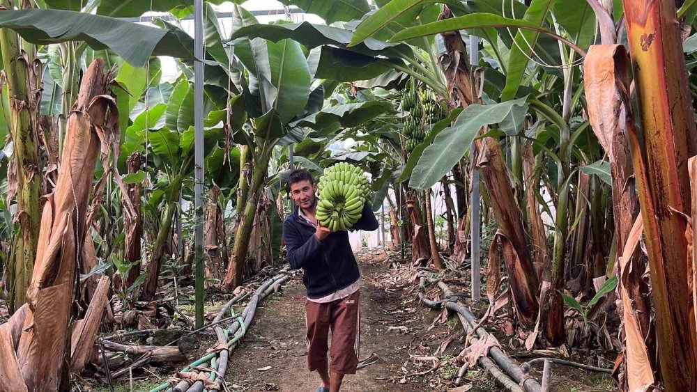 Tropikal Meyve İhracatında Alanya Hamlesi: İç Pazar Yeterli, Sıra Dış Pazarda