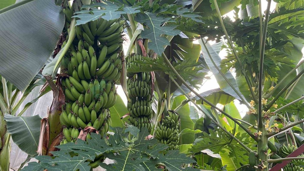 Tropikal Meyve İhracatında Alanya Hamlesi: İç Pazar Yeterli, Sıra Dış Pazarda
