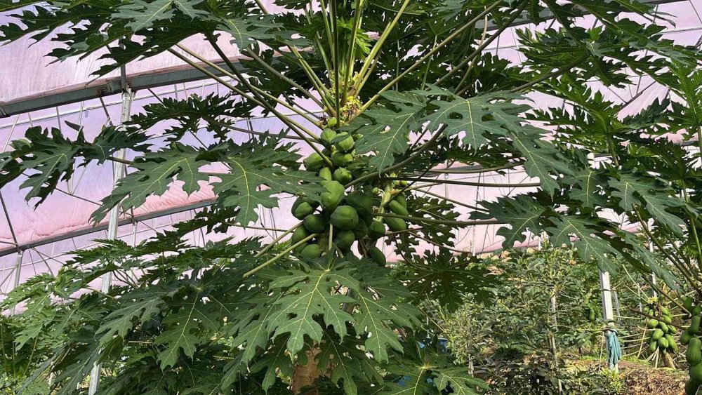 Tropikal Meyve İhracatında Alanya Hamlesi: İç Pazar Yeterli, Sıra Dış Pazarda