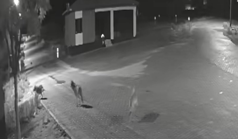 Kurt Sürüsü Korkuttu: Kadınhanı'nda Eşek Parçaladılar