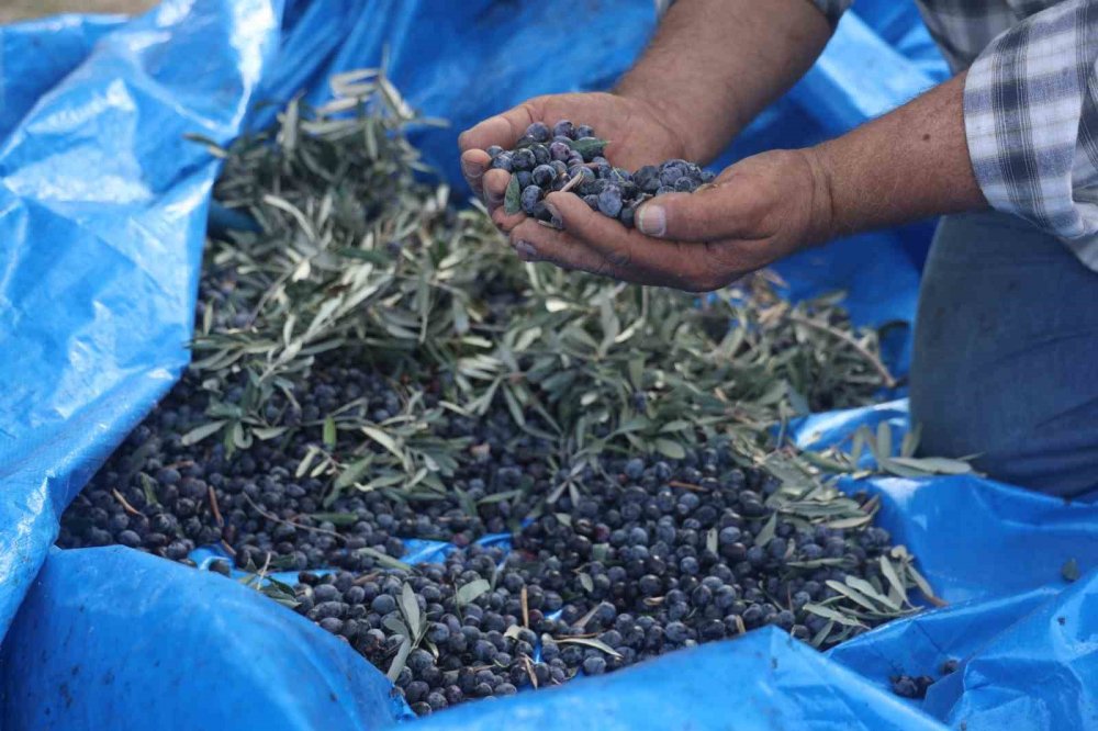 Kuraklık, zeytinyağını da kuruttu