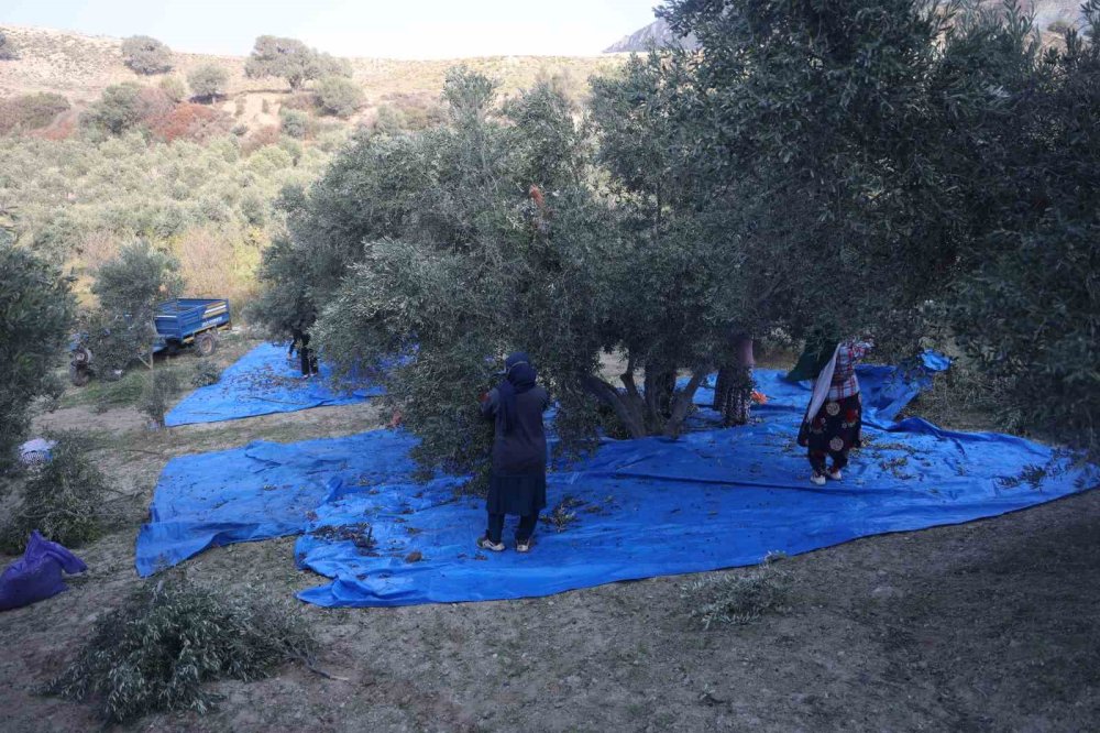 Kuraklık, zeytinyağını da kuruttu