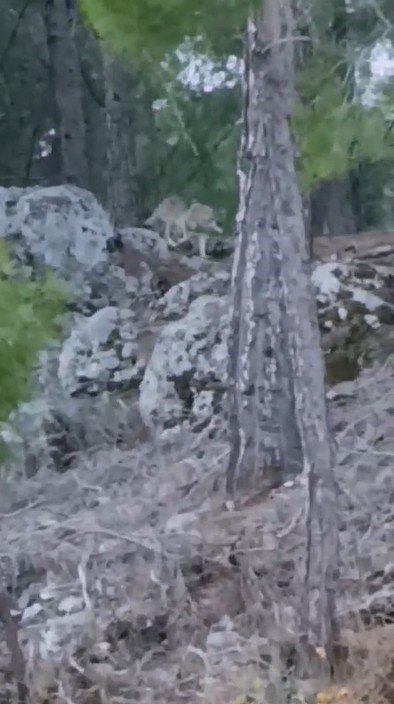 Yaylalarda sezon bitti, kurtlar da merkeze indi