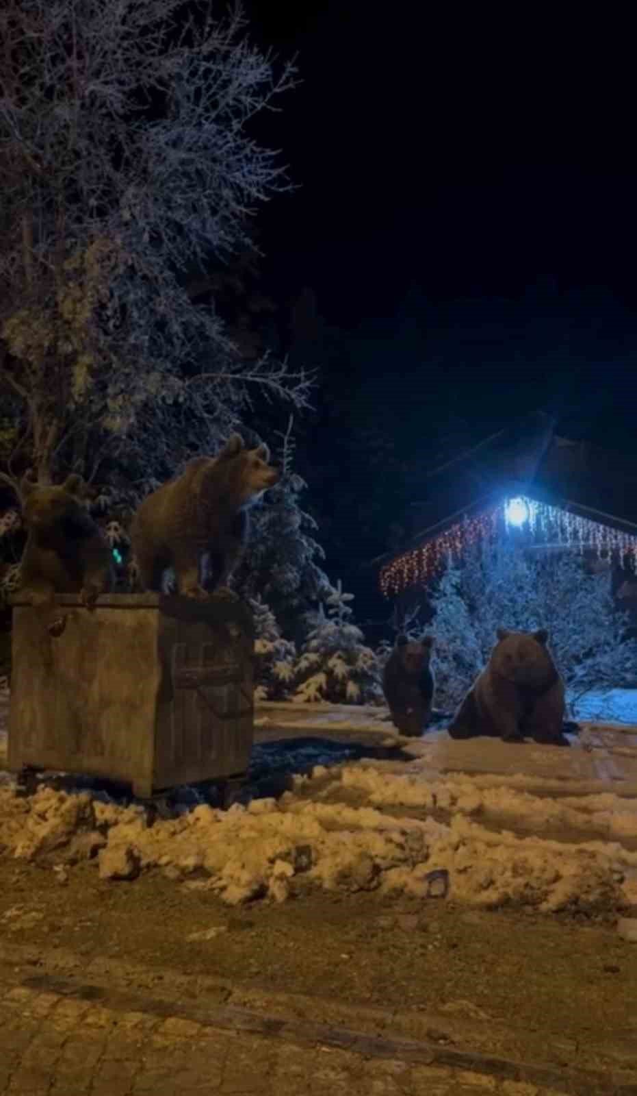 Uykusu kaçan ayılar dağ eteklerinde geziyor