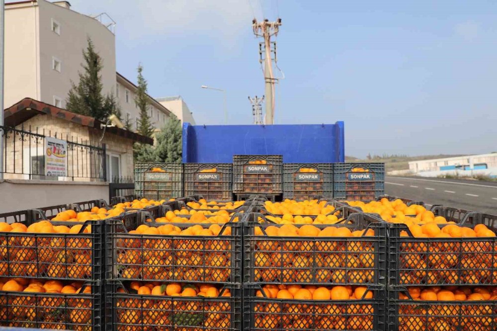 Büyükşehirden üreticiye destek: 320 ton mandalinayı alıp ücretsiz dağıttı