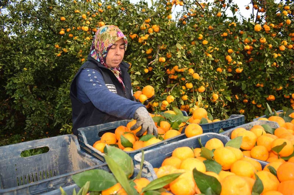 Büyükşehirden üreticiye destek: 320 ton mandalinayı alıp ücretsiz dağıttı
