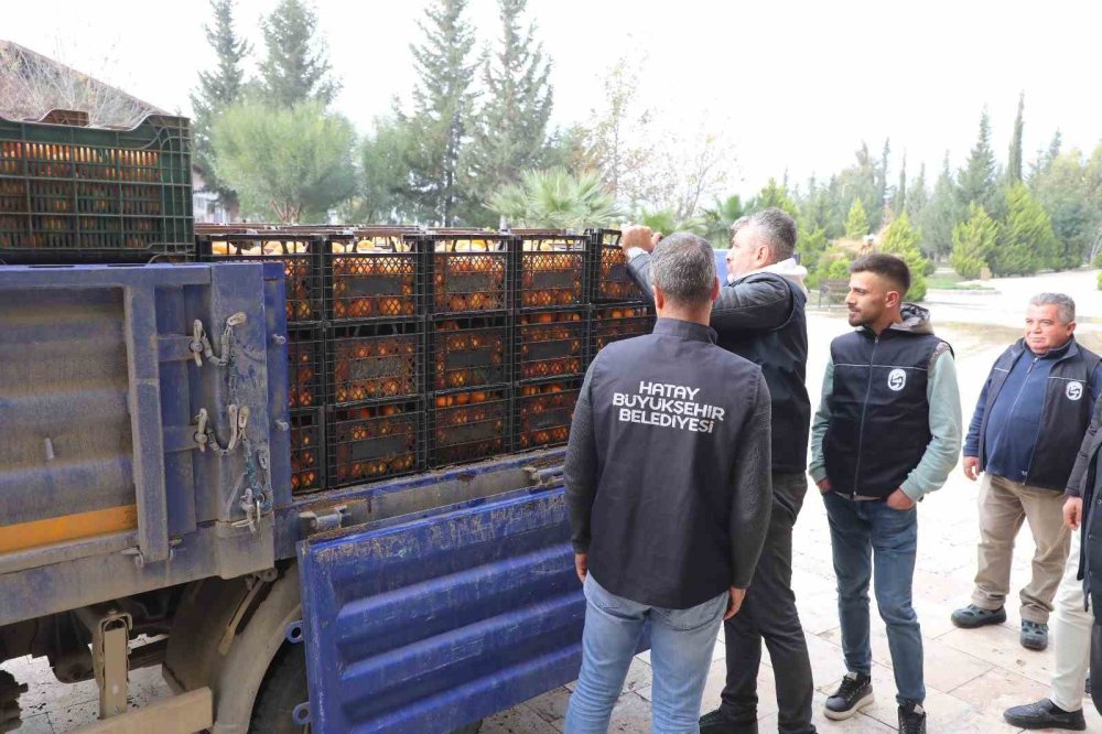 Büyükşehirden üreticiye destek: 320 ton mandalinayı alıp ücretsiz dağıttı