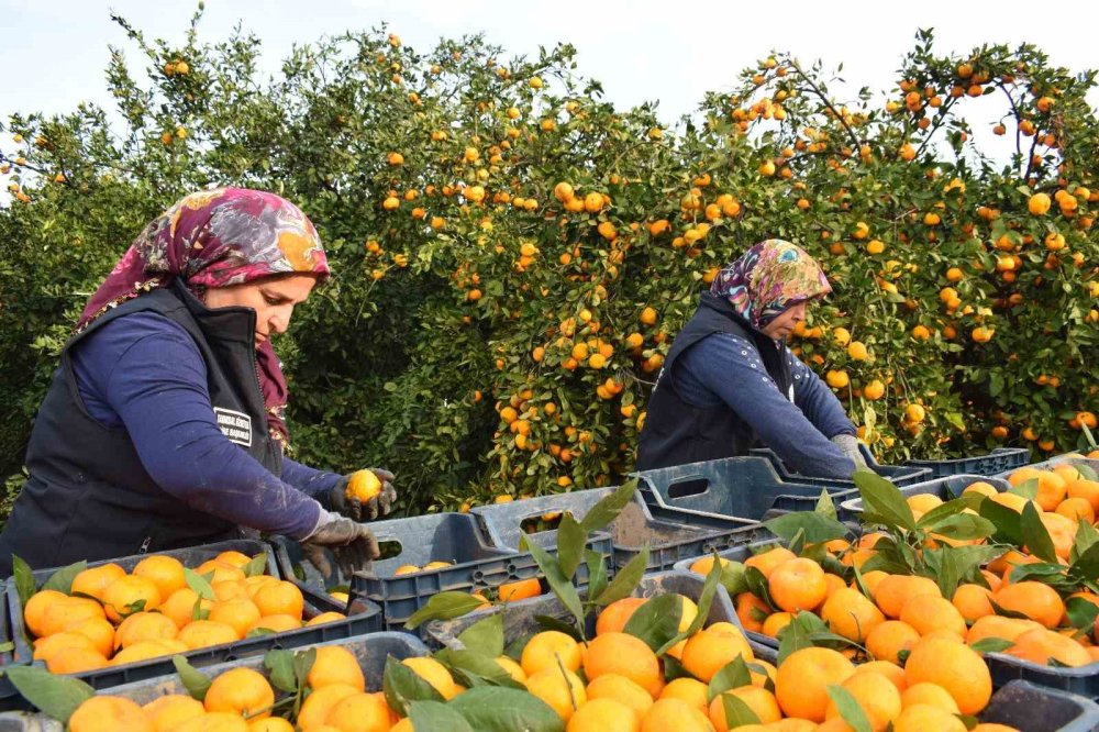 Büyükşehirden üreticiye destek: 320 ton mandalinayı alıp ücretsiz dağıttı