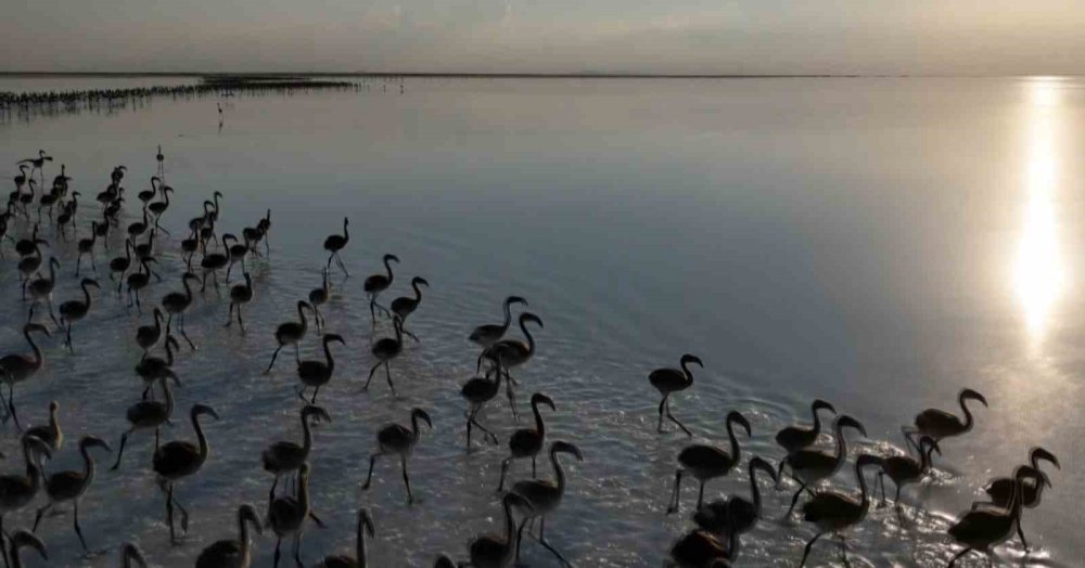 Flamingolar da Konya'ya küstü