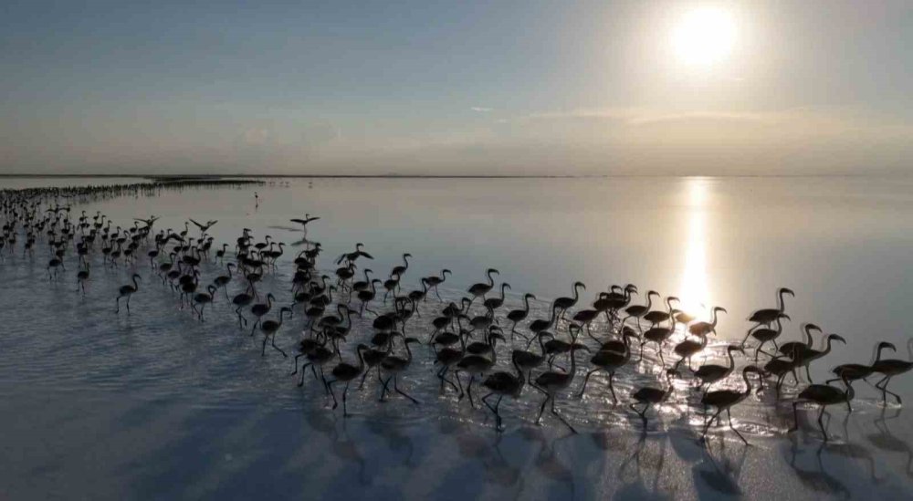 Flamingolar da Konya'ya küstü