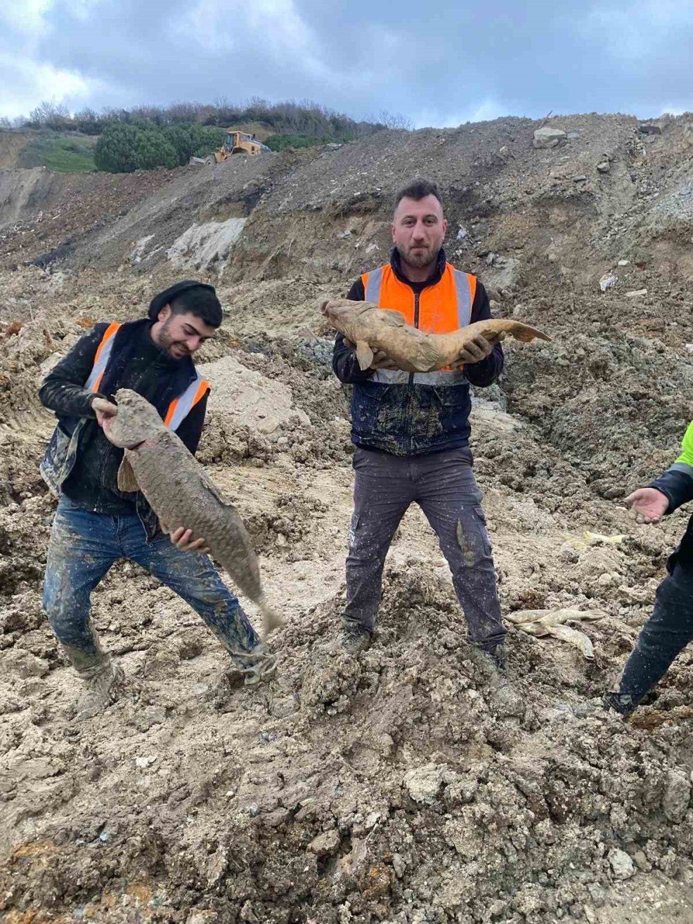 İBB'nin Doğa Katliamında Binlerce Balık Öldü