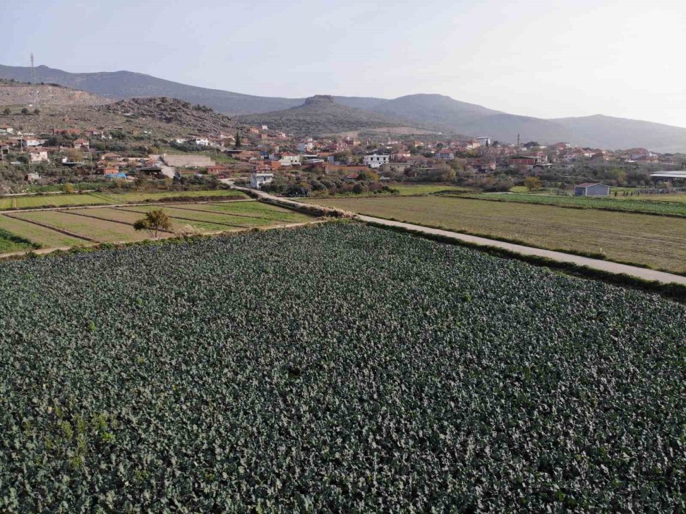 Yeşil altında da ezilen üretici oluyor! Tarlayla sofra arasında 4 kat fark