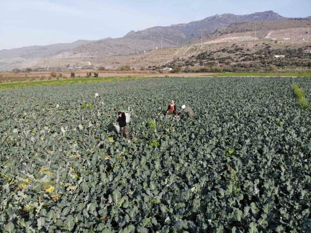 Yeşil altında da ezilen üretici oluyor! Tarlayla sofra arasında 4 kat fark
