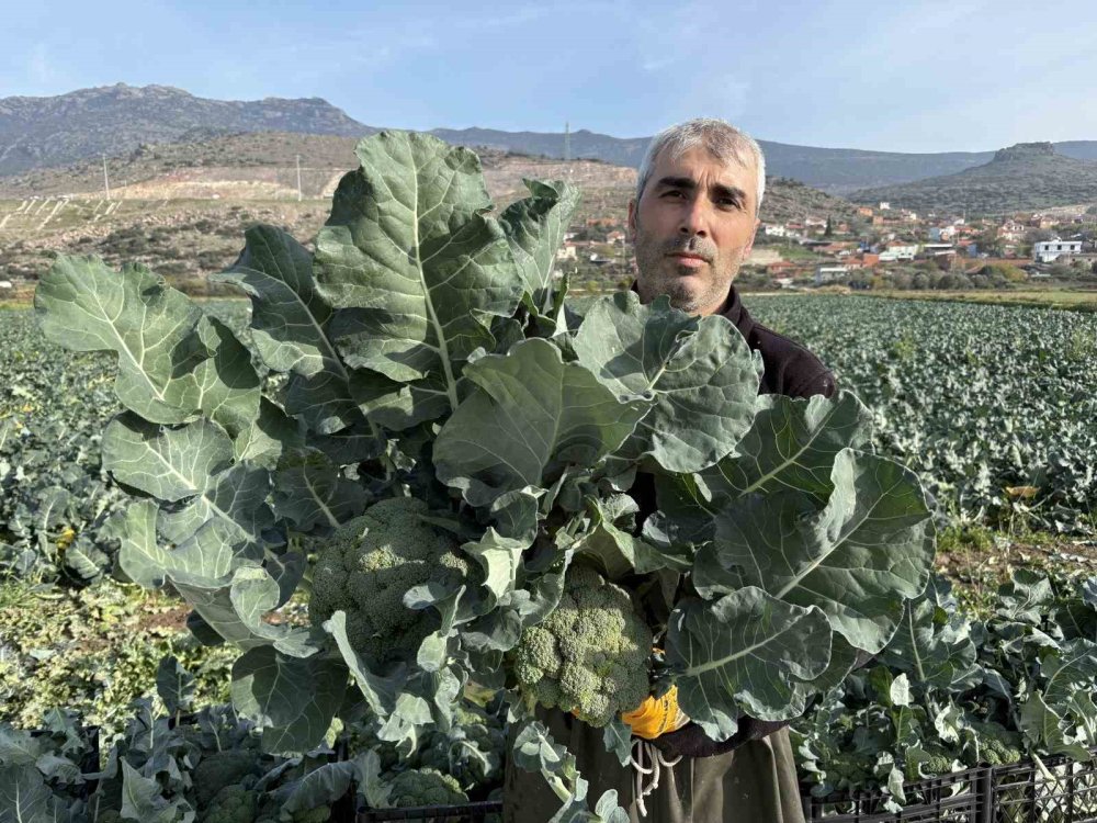 Yeşil altında da ezilen üretici oluyor! Tarlayla sofra arasında 4 kat fark