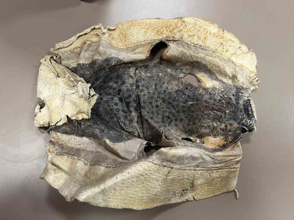 Alanya'da balon balığından ayakkabı ve çanta yaptılar yasaya takıldılar