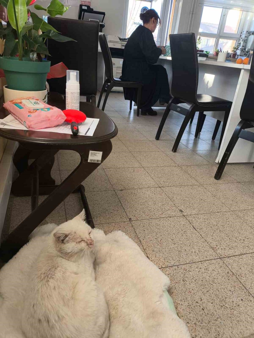 Bir okul, bir kedi, bir proje: Şeker artık yalnız değil