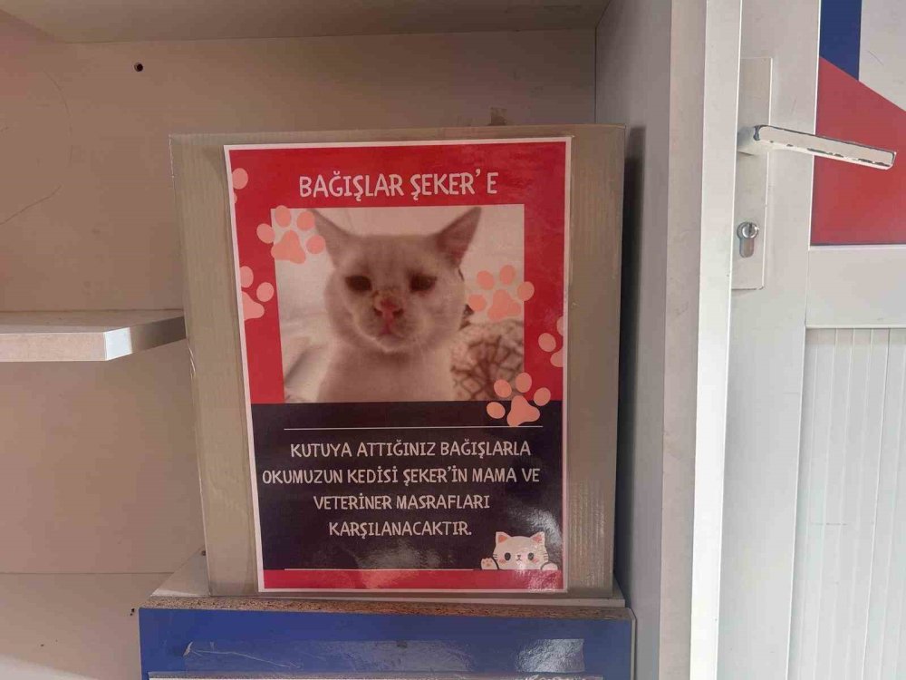 Bir okul, bir kedi, bir proje: Şeker artık yalnız değil