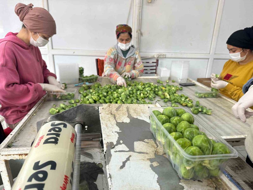 Rusya ve Hollanda lahanayı "Brüksel"den değil İznik’ten alıyor