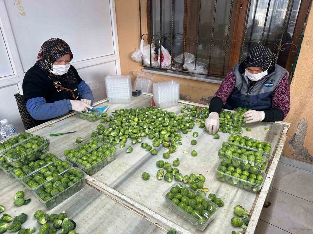 Rusya ve Hollanda lahanayı "Brüksel"den değil İznik’ten alıyor