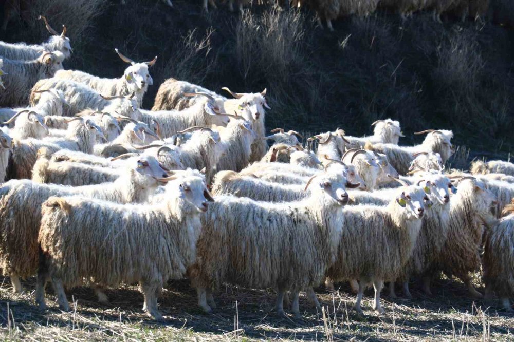 Ayaş’ta 3 bin tiftik keçisiyle Ankara sofu yeniden doğuyor