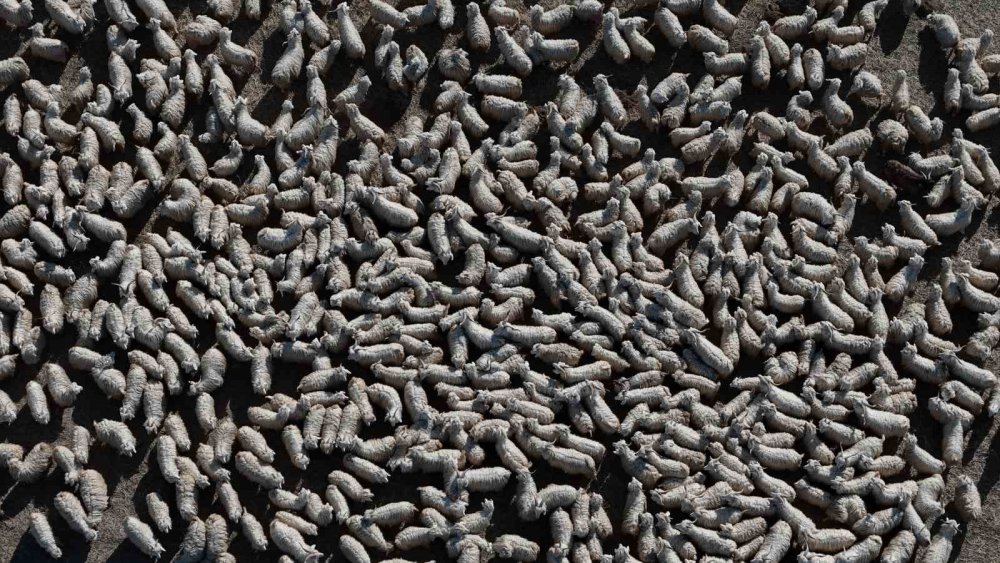 Ayaş’ta 3 bin tiftik keçisiyle Ankara sofu yeniden doğuyor