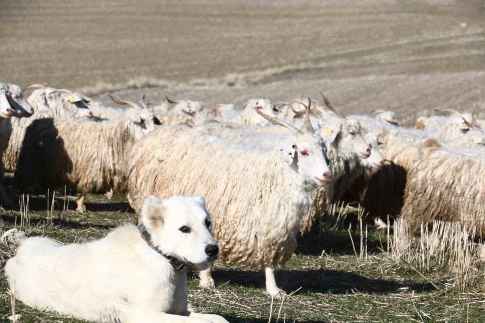 Ayaş’ta 3 bin tiftik keçisiyle Ankara sofu yeniden doğuyor