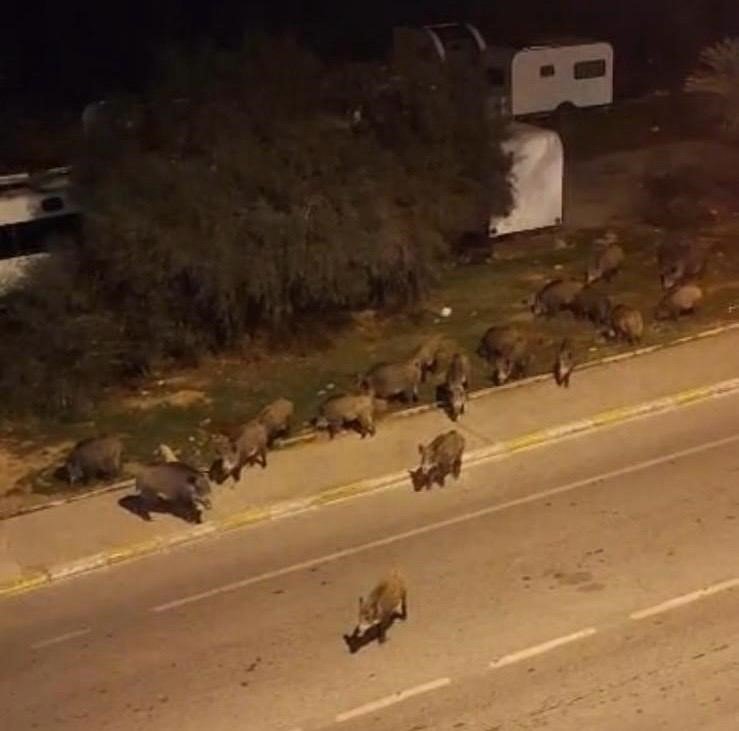 Yaban hayatı ile kent yaşamı iç içe: Bırakılan yemler domuzları çekiyor