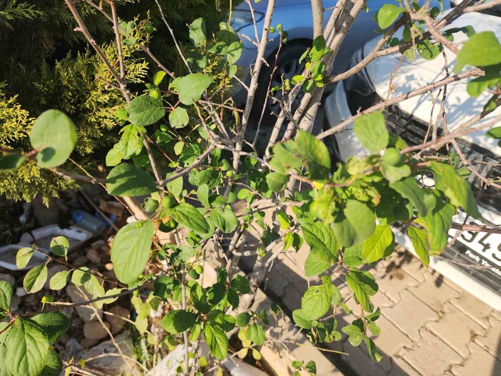 Kasım’da Çiçek, Aralık’ta Meyve: Mevsimler Yer Değiştirdi