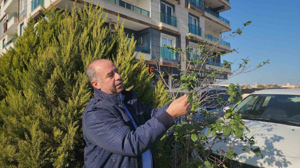 Kasım’da Çiçek, Aralık’ta Meyve: Mevsimler Yer Değiştirdi