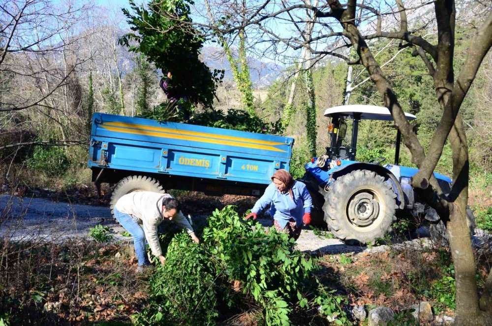 12 bin nüfuslu ilçenin umutlarını yeşerten yaprak