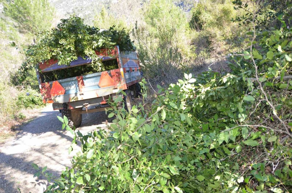 12 bin nüfuslu ilçenin umutlarını yeşerten yaprak