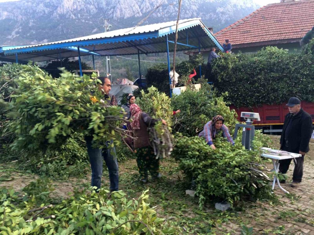 12 bin nüfuslu ilçenin umutlarını yeşerten yaprak