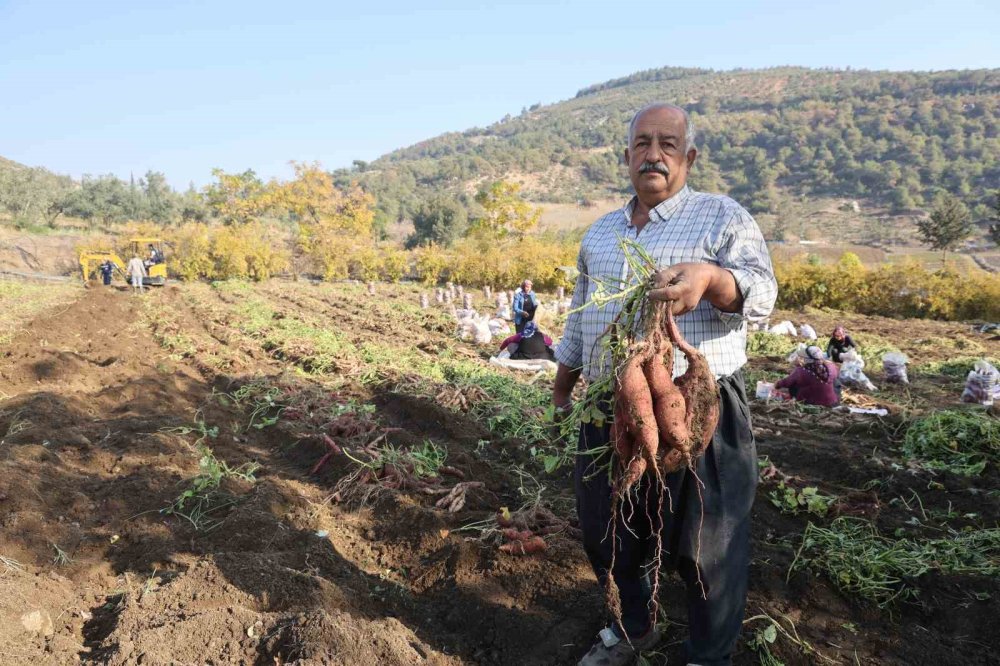 Hatay'ın geçim kaynağı erken final yaptı