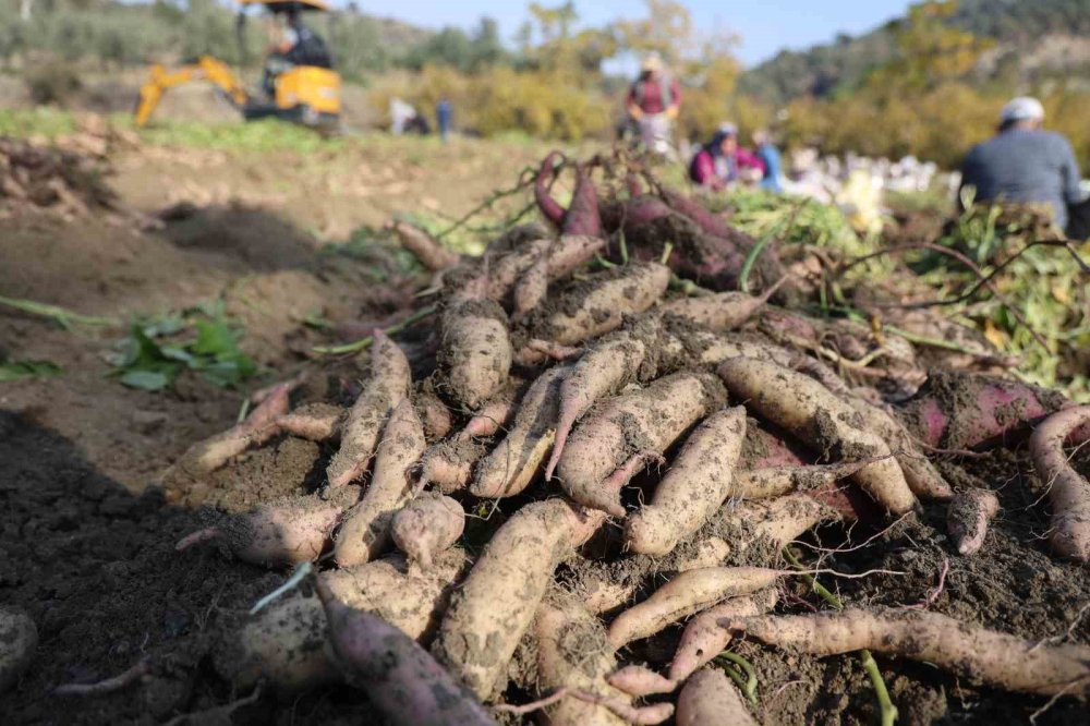 Hatay'ın geçim kaynağı erken final yaptı