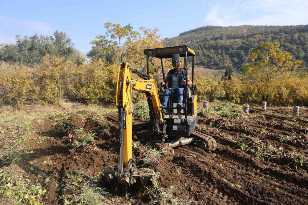 Hatay'ın geçim kaynağı erken final yaptı