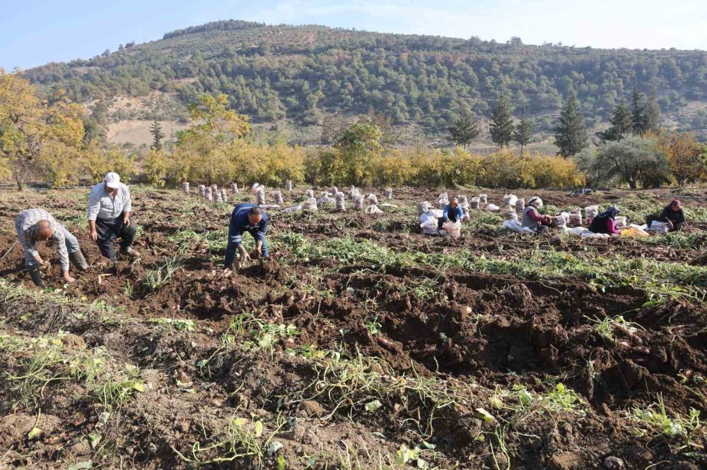 Hatay'ın geçim kaynağı erken final yaptı